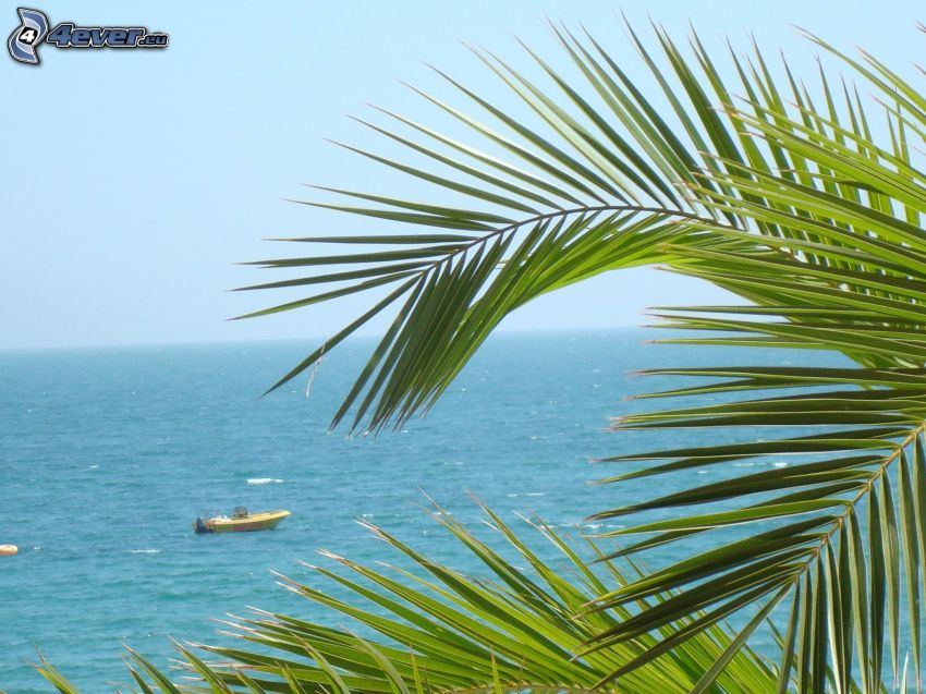 sea, palm tree, boat
