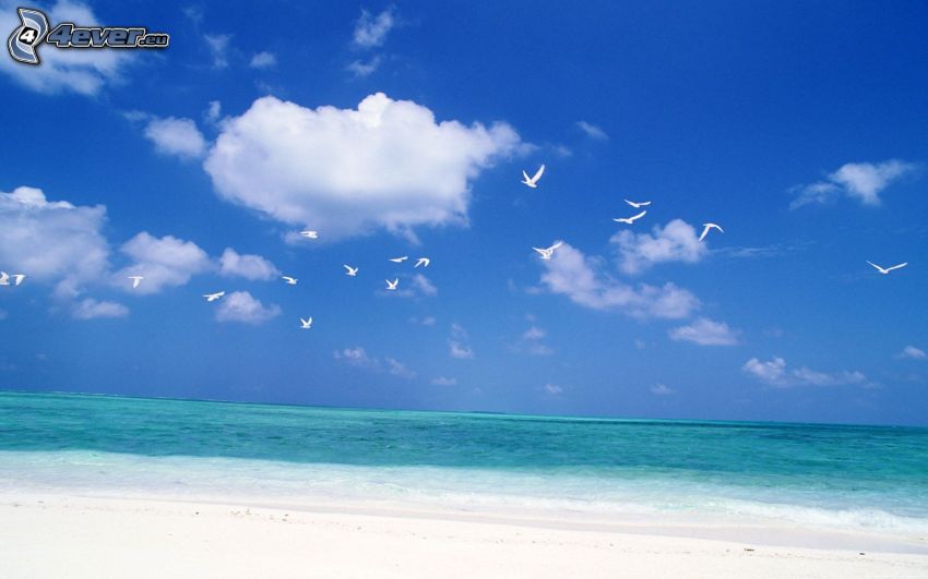 sea, sandy beach, gulls