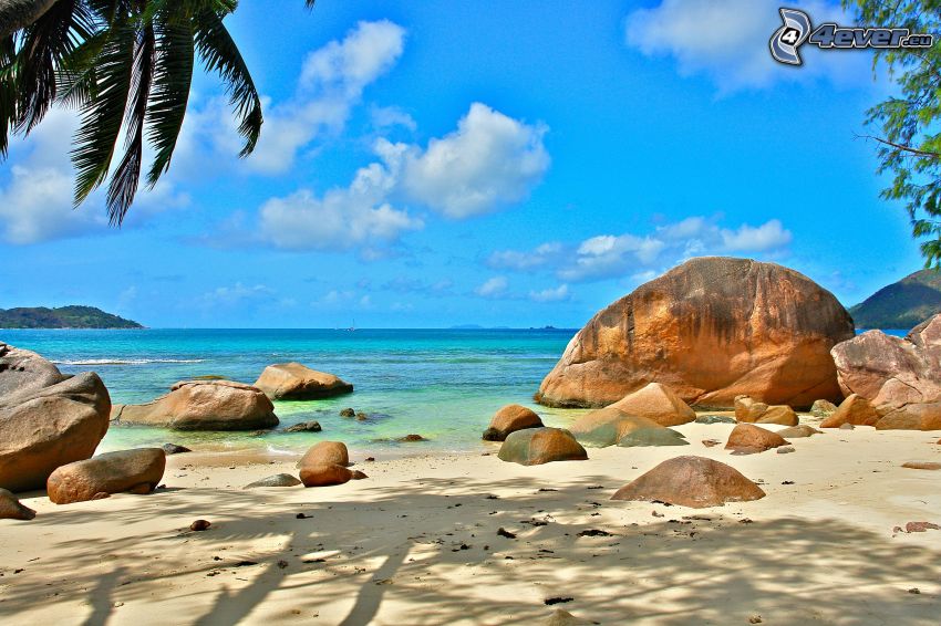 sea, sandy beach, rocks, palm tree