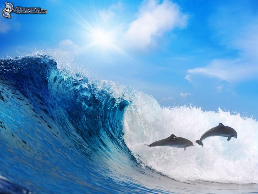 sea, wave, dolphins