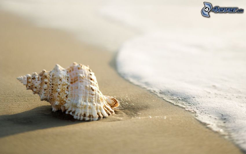shell, beach, sea