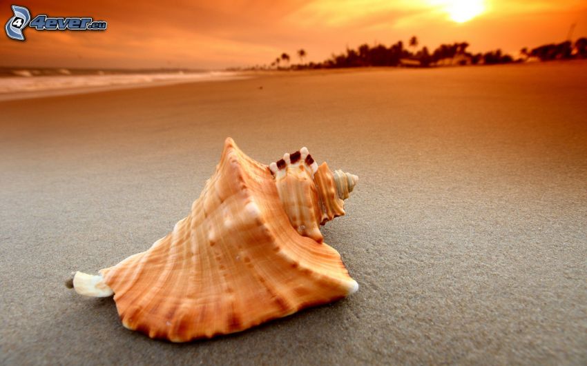 shell, sandy beach