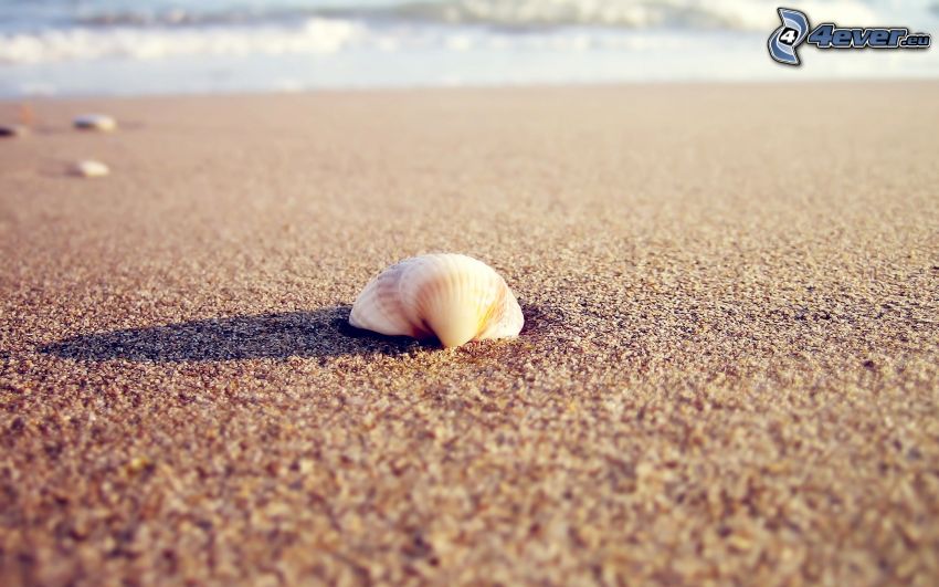 shell, sandy beach