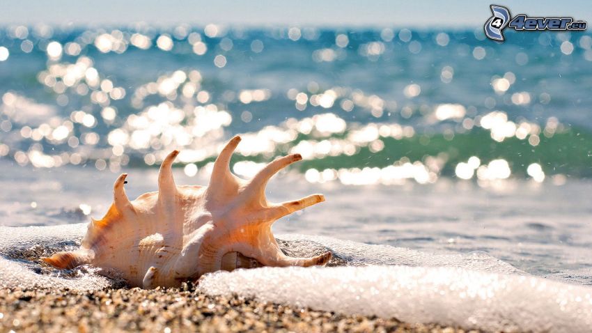 shell, sea, beach