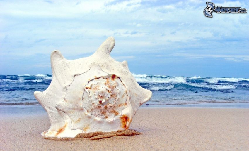 shell on the beach, sea