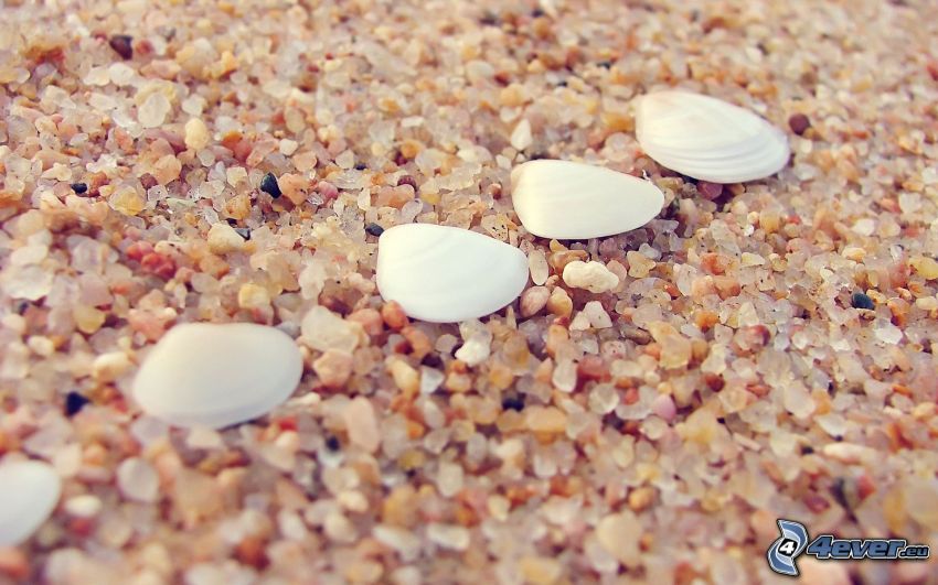 shells, gravel