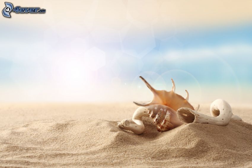 shells, sand