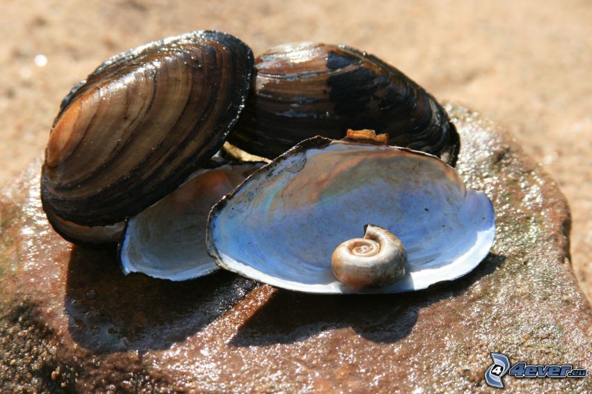 shells, shell