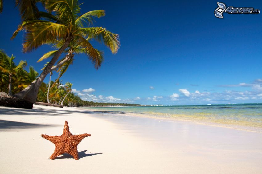 starfish, beach, palm trees