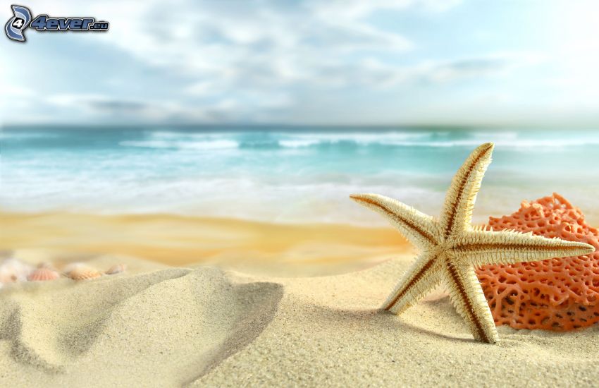 starfish, beach, sea