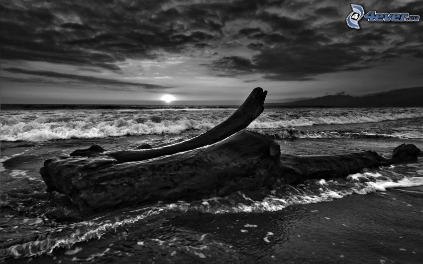 stump on the beach, sea
