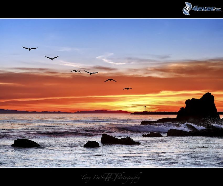 sunset at sea, orange sky, birds, rocks in the sea