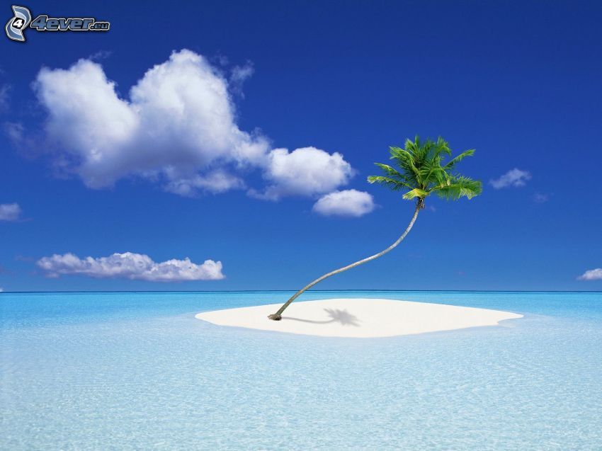 tropical island, palm tree, sea