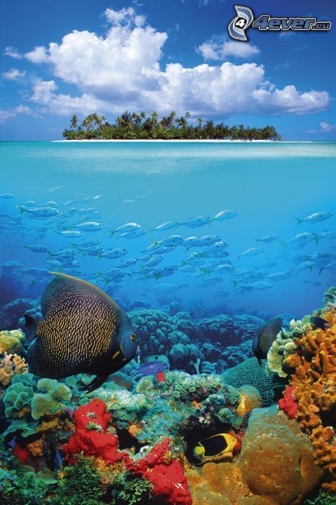 tropical island, water, corals, fish