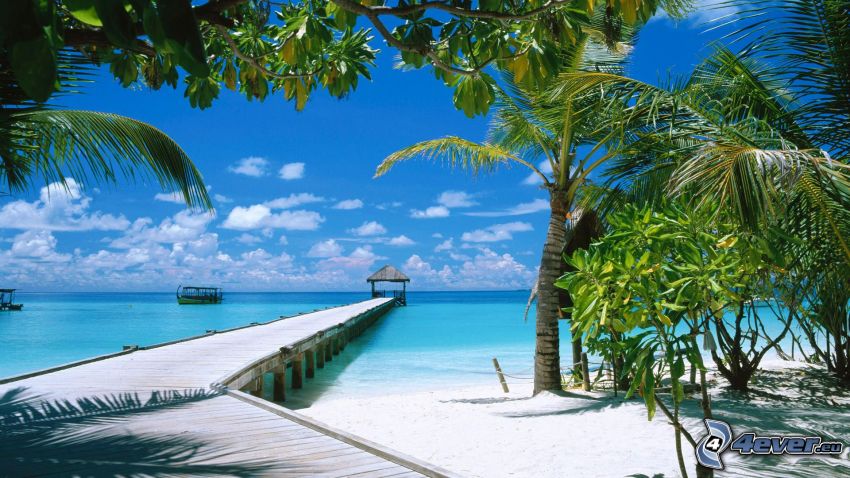 wooden pier, palm trees, sea