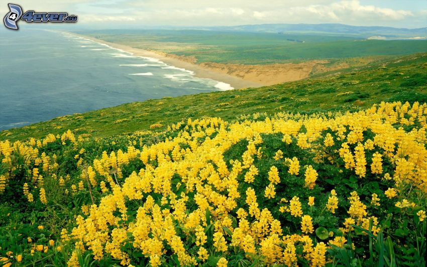 yellow flowers, coast, sea