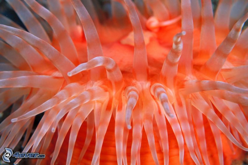 sea anemones, tentacles