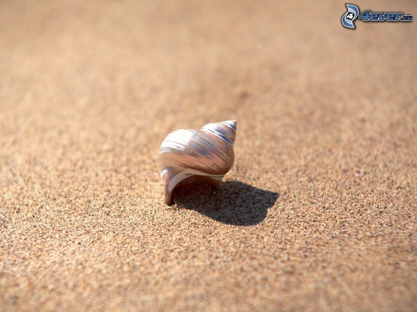 shell, sand