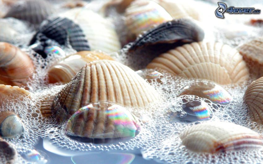 shells, bubbles, water