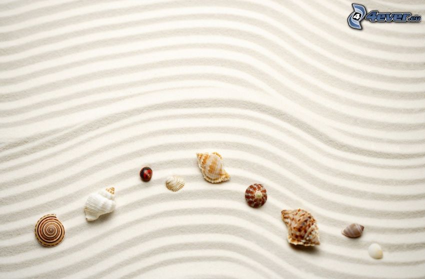 shells, sand