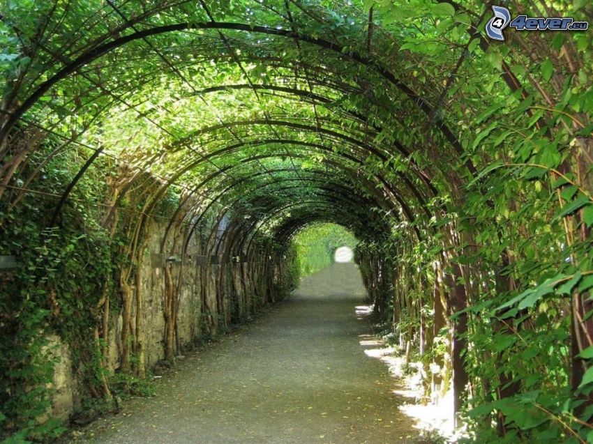 sidewalk, green tunnel, green leaves