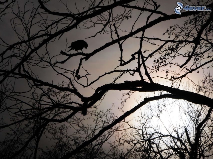 silhouette of branches, silhouette of the bird