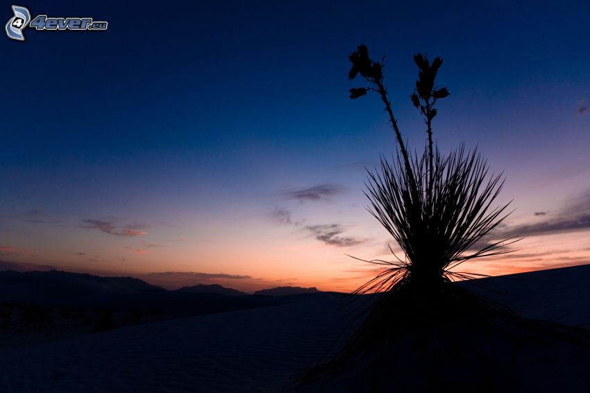 silhouette of the plant, horizon, evening sky