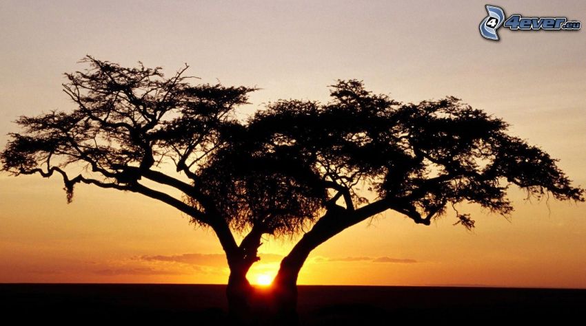 silhouette of tree, sunset