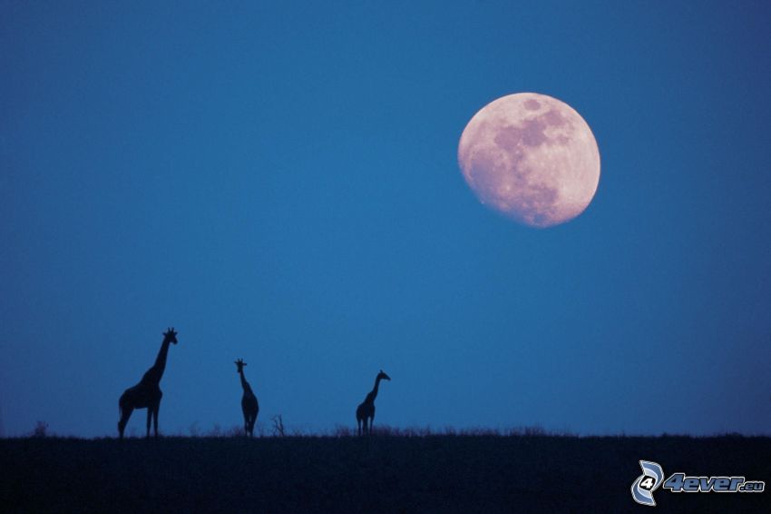 silhouettes of giraffes, Moon