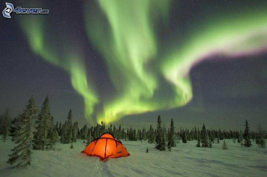 aurora, tent, coniferous trees, snow