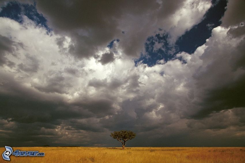 clouds, tree over the field, yellow field