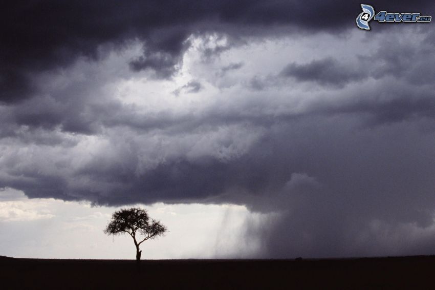 lonely tree, silhouette of tree, clouds, rain