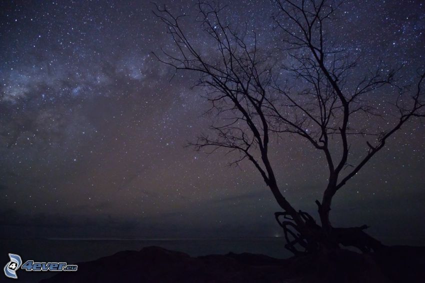 lonely tree, starry sky, night