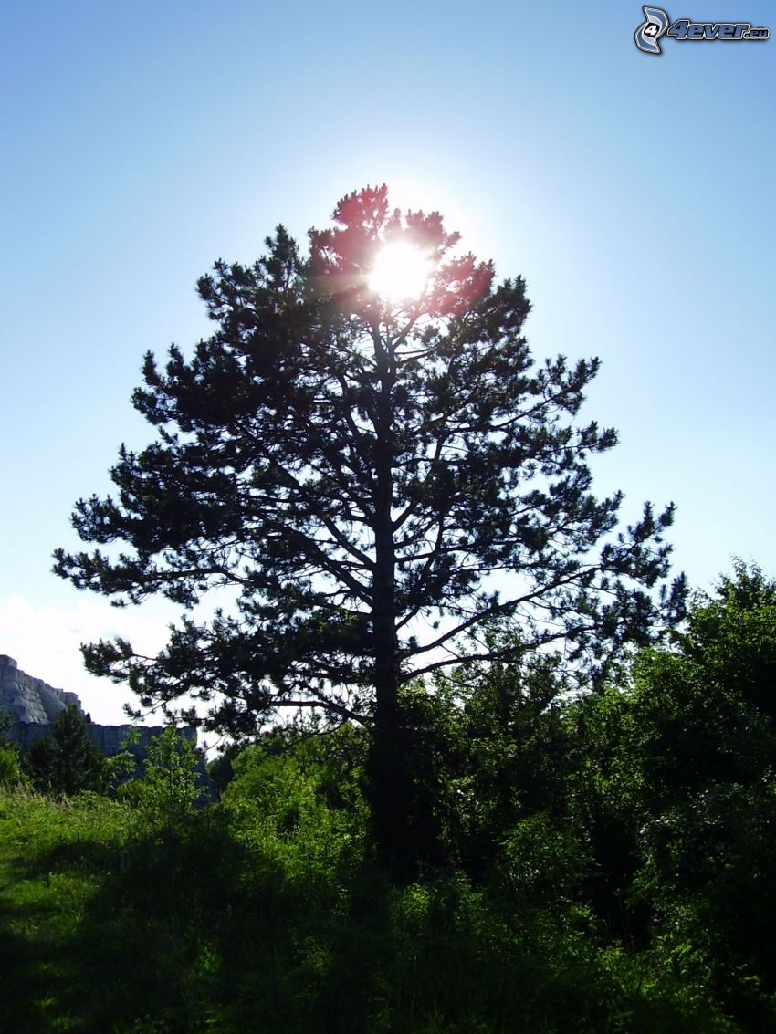 pine, conifer, sun