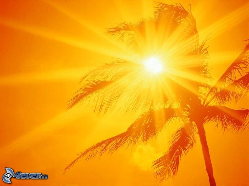 shining orange sun, palm tree