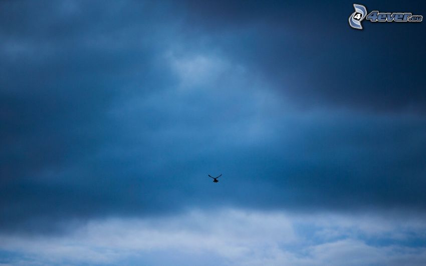 silhouette of the bird, dark clouds