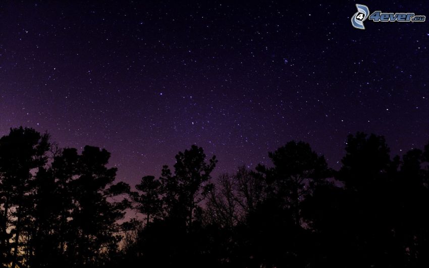 silhouettes of the trees, starry sky