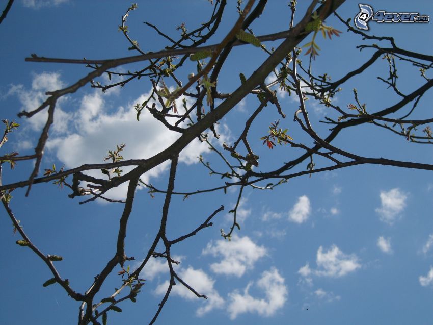 sky, branches
