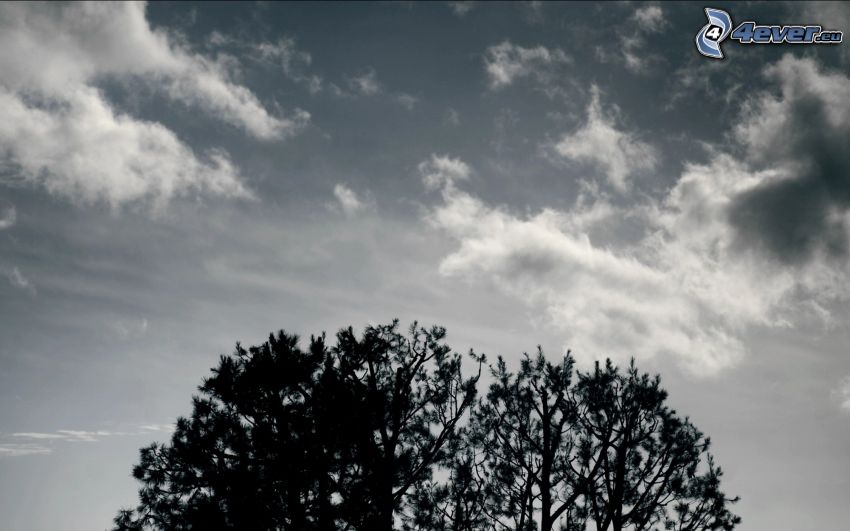 sky, clouds, trees