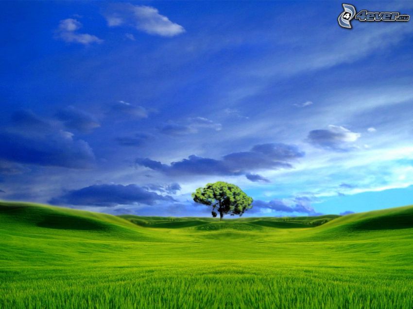 tree over the field, green meadow, clouds