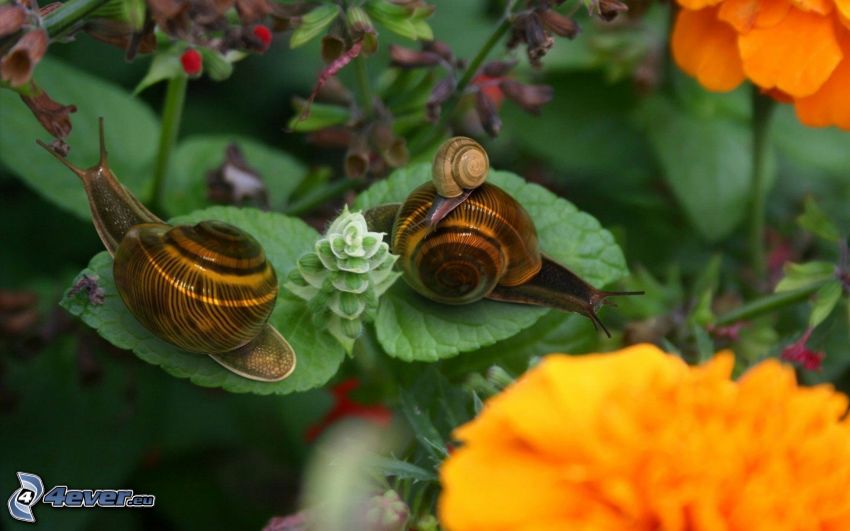 snails, orange flowers, green leaves