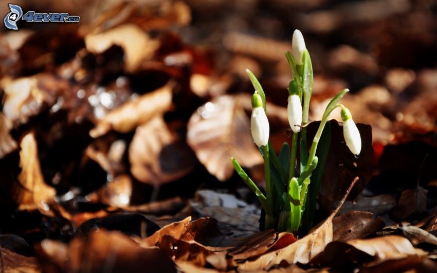 snowdrops, dry leaves