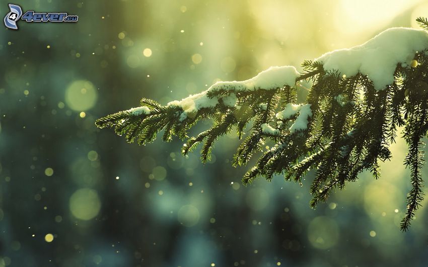 snowy branch, conifer twig, snow