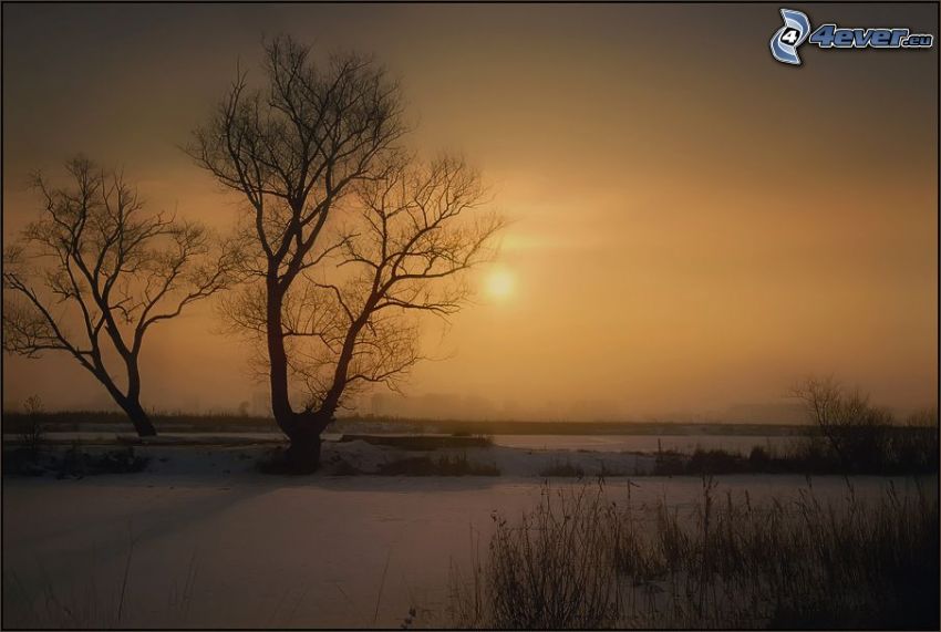 snowy field, silhouettes of the trees, weak sun