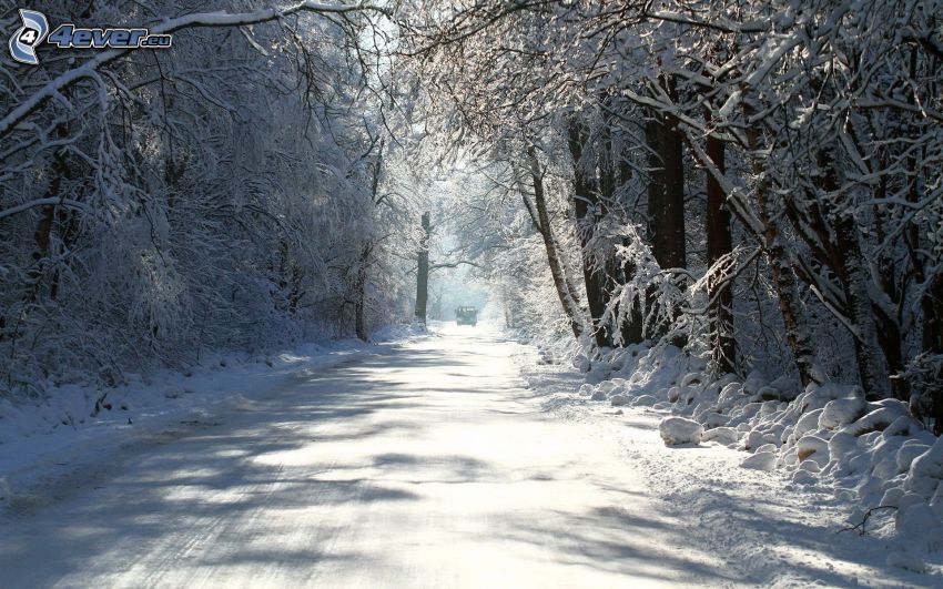 snowy forest, road through forest