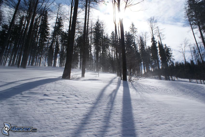 snowy forest, sunbeams