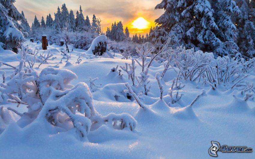 snowy forest, winter sunset