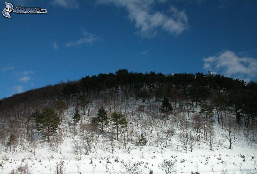 snowy hill, trees