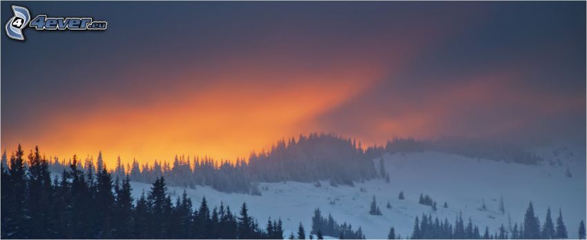 snowy landscape, coniferous trees, orange sunset