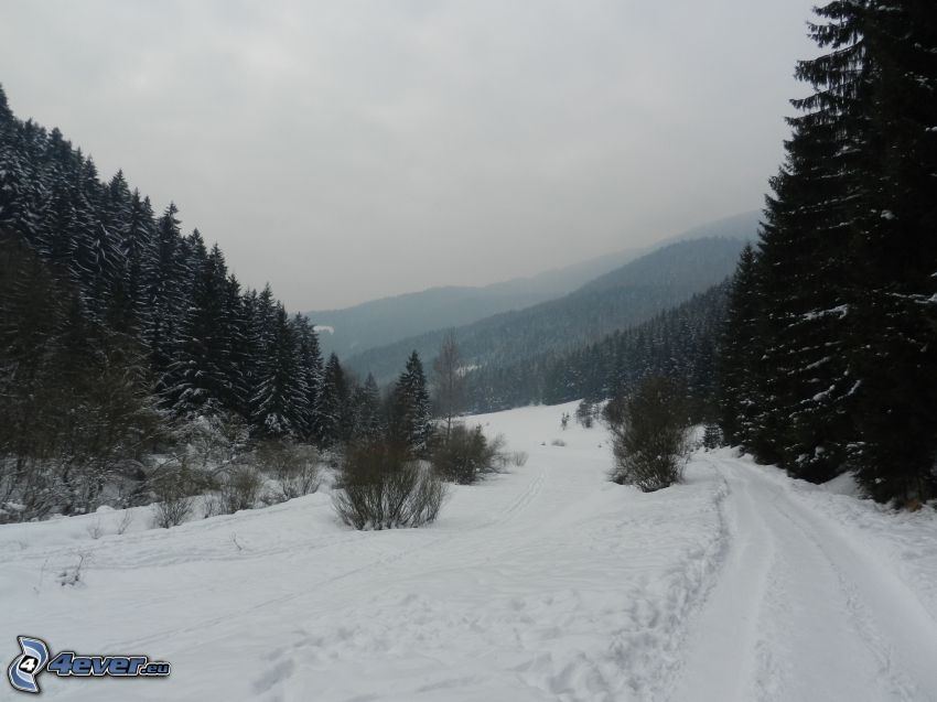 snowy landscape, field path, coniferous forest, hills